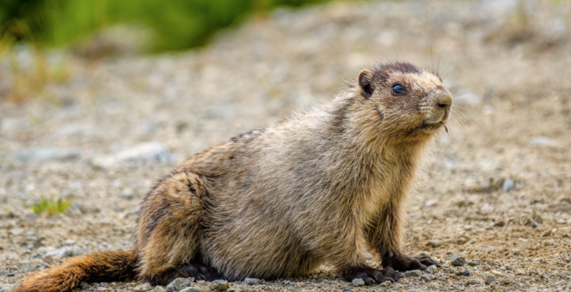 Digging Out the Problem: Sprague Busts Burrowing Pests